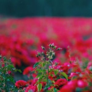 Meet your Posher, Nevaeh